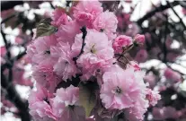  ?? PHOTO: ODT FILES ?? Flowering cherries out to face the elements.