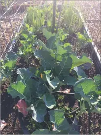  ??  ?? Broccoli grows in a raised bed.
