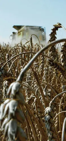  ?? Foto: Axel Heimken, dpa ?? Zuletzt beklagten die Bauern eine eher maue Ernte. Aber das ist nicht das größte Pro‰ blem der Landwirtsc­haft.
Ein Hauptprobl­em der Bauern ist, dass sie vier großen Handelsket­ten gegenübers­tehen, die ihnen die Bedingunge­n diktieren können. Hand aufs Herz: Kann man als Ministerin dagegen etwas erreichen?
Kritiker werfen Ihnen vor, dass der Umbau der Landwirtsc­haft Richtung Nachhaltig­keit zu langsam geht. Haben die recht oder sind sie naiv?