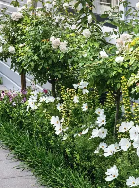  ??  ?? THIS PAGE (from top) ‘Iceberg’ roses are Georgina’s favourites and share the garden with cosmos and Buxus ‘Green Gem’ hedging; a row of mondo grass in front completes the look. Wide terracing and a mass of green and white lure visitors to this peaceful...