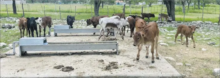  ??  ?? Offspring...Nguni calves in a camp on the farm.