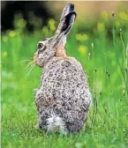  ?? BILD: SN/DPA ?? Das Wetter zu Ostern wird unwirtlich, selbst für Feldhasen.