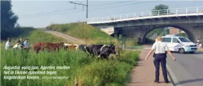  ?? FOTO LPANTWERPE­N ?? Augustus vorig jaar. Agenten moeten het in Ekeren opnemen tegen losgebroke­n koeien.