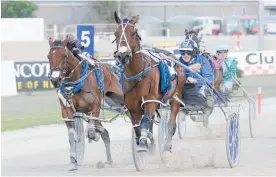  ?? Photo / Trish Dunell ?? Self Assured may not be the best bet at Addington tonight.