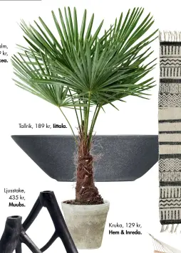  ??  ?? Palm, 599 kr, Ikea. Tallrik, 189 kr, Iittala. Kruka, 129 kr, Hem & Inreda.