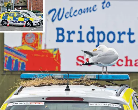  ?? ?? The protected gulls guard their nest on the top of a police patrol car in Bridport, in Dorset. The force has been told it cannot disturb the nest until the gulls vacate it