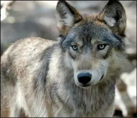  ?? DAWN VILLELLA/AP PHOTO ?? This file photo shows a gray wolf at the Wildlife Science Center in Forest Lake, Minn. Dozens of American Indian tribes are demanding the Biden administra­tion enact emergency protection­s for wolves.