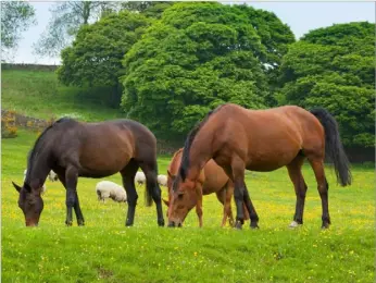  ?? ?? THERE’S USUALLY enough protein in spring grass to maintain hoof quality, but when they are on feed, it pays to feed accordingl­y