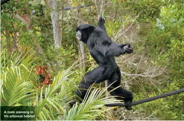  ??  ?? A male siamang in his arboreal habitat