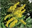  ?? Special to the Democrat-Gazette/
JANET B. CARSON ?? Goldenrod is sometimes wrongly accused of causing hay fever.