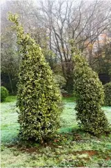  ??  ?? Clipped topiary spires of Ilex x altacleren­sis ‘Golden King’ resemble stooping figures cloaked in green and gold on the grass.