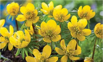  ??  ?? Sunny side up: Versatile winter aconites bring joy to gloomy days