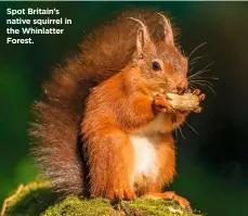  ??  ?? Spot Britain’s native squirrel in the Whinlatter Forest.