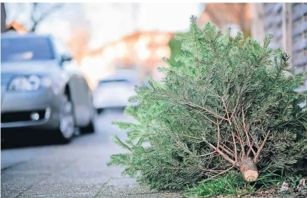  ?? SYMBOLFOTO: DPA ?? Ein ausrangier­ter Tannenbaum liegt am Straßenran­d zum Abholen bereit.