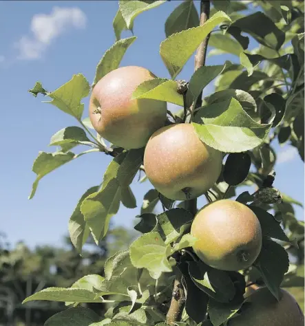  ??  ?? Honeycrisp apple trees are biennial producers, meaning they can offer plenty of fruit one year and little the next. Other issues, such as shade trees near apple trees or applying fertilizer incorrectl­y can inhibit apple production.