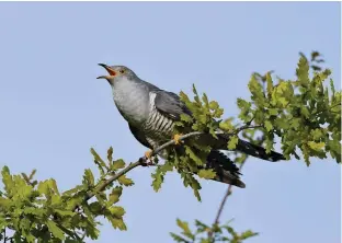  ??  ?? TOP Male whitethroa­ts arrive about 10 days earlier than the females to stake a nesting territory ABOVE Travelling from as far as the Congo, the cuckoo announces its arrival in early April