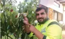  ?? ?? Hussam Saraf with record-breaking tree. Photograph: Hussam Saraf