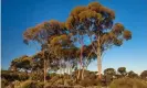  ??  ?? Eucalyptus trees in Western Australia. Photograph: blickwinke­l/Alamy Stock Photo