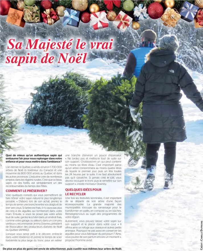  ??  ?? De plus en plus de gens ont envie de sélectionn­er, puis cueillir eux-mêmes leur arbre de Noël.