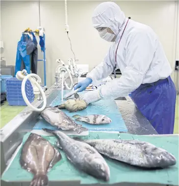  ?? PHOTOS BY BLOOMBERG ?? A worker cleans fresh fish arriving at CSN Chihou Sousei Network Co’s processing and distributi­on centre in the restricted zone of Haneda Airport in Tokyo.