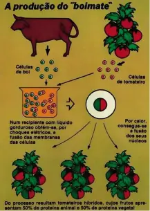  ??  ?? 1) The endangered Tasmanian mock walrus (1984). 2) The BBc’s flying penguins (2008). 3) How to cook a unicorn, courtesy of a fake mediæval manuscript from the British library (2012). 4) Beef tomatoes? in 1983, a New Scientist article, by macDonald and...