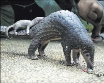  ?? FIRDIA LISNAWATI/THE ASSOCIATED PRESS ?? A pangolin carries its baby at a zoo in Bali, Indonesia. Pangolins, anteaters with a distinctiv­e coat of hard scales, are the world’s most poached mammal, whose scales are prized in traditiona­l medicine. A proposed six-lane highway through a Nigerian...