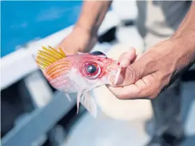  ??  ?? Un pez gallo atrapado por un pescador de la Villa Pesquera del sector La Playa de Ponce.
