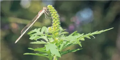  ?? DREAMSTIME ?? Ragweed is a late-summer-flowering plant that wafts its pollen into the air, causing widespread allergic reactions.