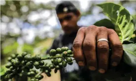  ?? Photograph: Inti Ocón/AFP via Getty Images ?? A coffee producer in Jinotega, Nicaragua.