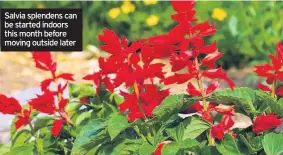  ??  ?? Salvia splendens can be started indoors this month before moving outside later