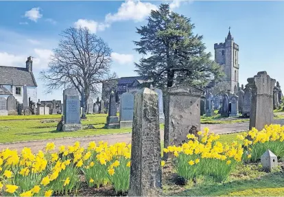  ?? ?? Splash of colour Daffodils blooming at the Valley Cemetery, Stirling by Marjory Maxwell