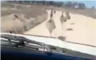  ??  ?? DISGUSTING: A man deliberate­ly runs down a mob of emus in his car.