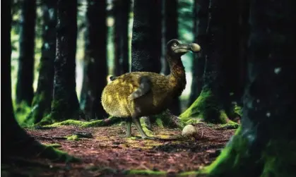  ?? Photograph: Marc Andreu/Courtesy of Colossal Bioscience­s ?? ‘Largely frugivorou­s, dodos would need enough forest to follow the fruiting of different tree species through the seasons to survive.’