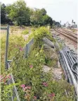  ?? FOTO: BIRGIT SCHINDELE ?? Gräser, Blumen und Brennnesse­ln erobern das Gelände der „Alten Gärtnerei“.