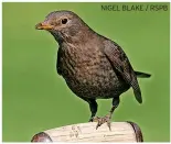  ?? ?? NIGEL BLAKE / RSPB