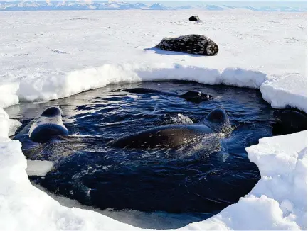  ?? ?? Focas de Weddell en un agujero en el hielo en la Antártida, a punto de sumergirse.