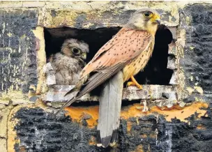  ?? David Cozens ?? ●●Kestrels in Burnley town centre