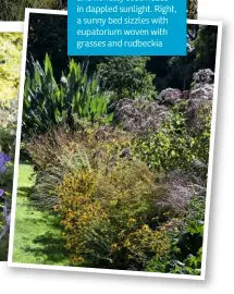  ??  ?? Bo om left, an exciting combo of autumn crocus and honesty seed heads in dappled sunlight. Right, a sunny bed sizzles with eupatorium woven with grasses and rudbeckia