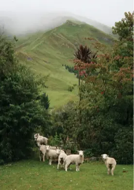  ??  ?? Below left: The Haurata “lawnmowers”’ Below right: Tea break at Black Hut. Opposite page: A waterfall makes a pretty picture.