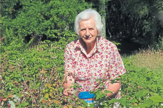  ?? Picture: Angus Whitson. ?? The Doyenne picking yellow raspberrie­s for making jam.