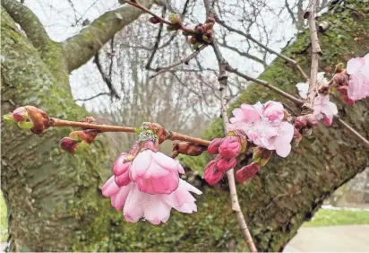  ?? STEVE HOWE/ROCHESTER DEMOCRAT AND CHRONICLE ?? A cherry tree in various stages of bloom in Highland Park on March 19.