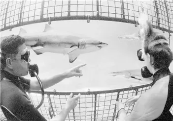  ?? CHRIS GOTSHALL/SEAWORLD ORLANDO ?? Divers get an up-close view of a sand tiger shark as guests in a shark cage at SeaWorld Orlando. A research team found that predators are critical for maintainin­g biodiversi­ty in the oceans.