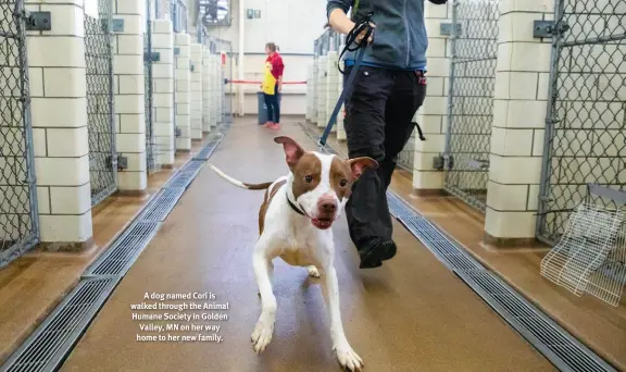  ?? ?? A dog named Cori is walked through the Animal Humane Society in Golden Valley, MN on her way home to her new family.