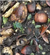  ?? RON WOZNY ?? Tulips and daffodils poking through on the Northwest Side on Jan. 19.