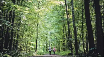  ?? FOTO: FABIAN STRAUCH ?? Die Menschen würde es vor allem deshalb in den Wald ziehen, weil sie sich dort ohne Maske bewegen können.