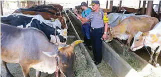  ?? GALIH COKRO/JAWA POS ?? BELUM LAYAK POTONG: Kapolsek Karang Pilang Noerijanto mengecek 42 sapi betina di RPH Kedurus kemarin.
