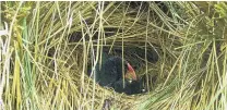  ?? PHOTO: OROKONUI ?? Comfy nest . . . A live camera spots newlyborn takahe chicks at Orokonui Ecosanctua­ry.