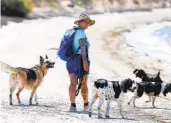  ?? K.C. ALFRED U-T ?? Toni Wendel vigila a un grupo de perros mientras caminan por Fiesta Island.
