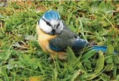  ??  ?? Kleines Fotomodell: Die Blaumeise zeigte sich ziemlich zutraulich und posierte sogar für ein Foto im Garten von Herbert Völk aus Usterbach (Landkreis Augsburg).