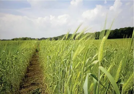  ?? PHOTO:FILE ?? MARKETS: Russian wheat has narrowed to USD$15 into Asia, which is still too wide for many buyers.